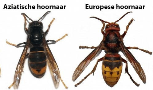 Editiepajot_bart_devill___aziatische_hoornaar1