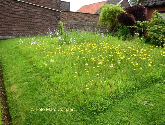 Editie_galmaarden_wilde_tuin_6__kopie_