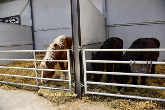 Editie_galmaarden_stal_de_beuf_paarden_2__kopie_