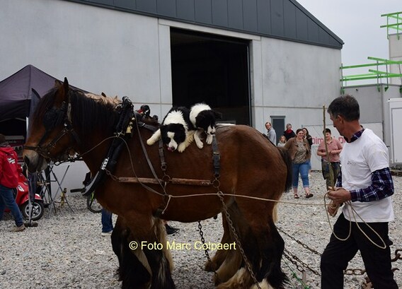 Editie_galmaarden_de_beuf_paarden_4__kopie_