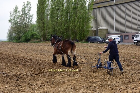 Editie_galmaarden_de_beuf_paarden_3y__kopie_