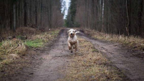 Animal-3310012_1920