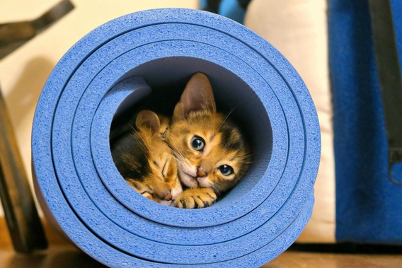 Cats-abyssinians-4915928_1920