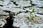 Seedling_growing_on_rocks__kopie__nieuwsbrief