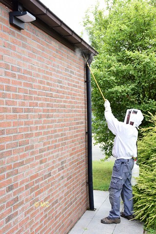 Editie_galmaarden_wespen_verdelgen_3__kopie_