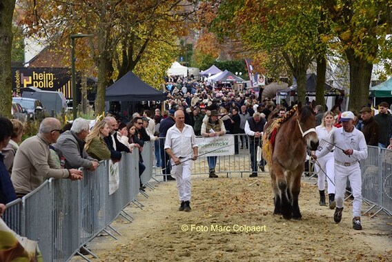Editie_galmaarden_paarden_4__kopie_