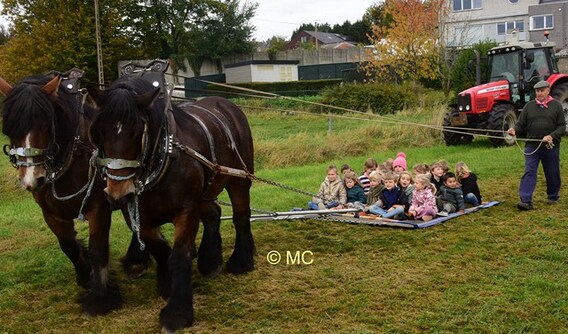Editie_galmaarden_paarden_5__kopie_