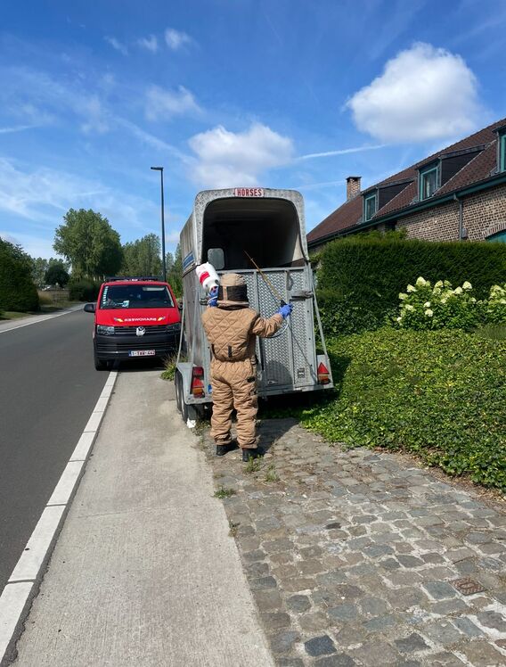 20251128_aziatische_hoornaars_2