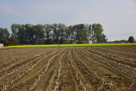 Tentoon_toll__kopie_