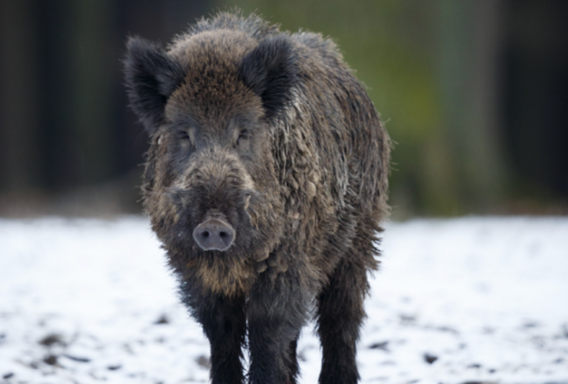 Scherm__afbeelding_2026-01-23_om_10