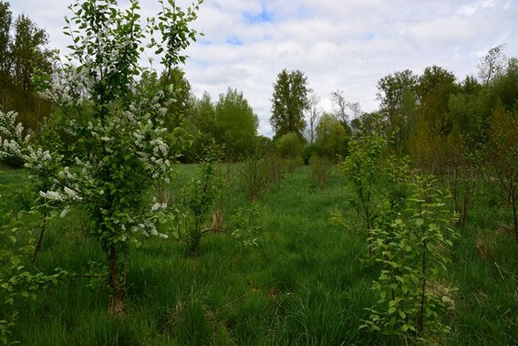 Mijn_bos_210425__kopie_