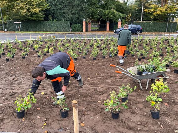 Vergroenen_belv__d__re