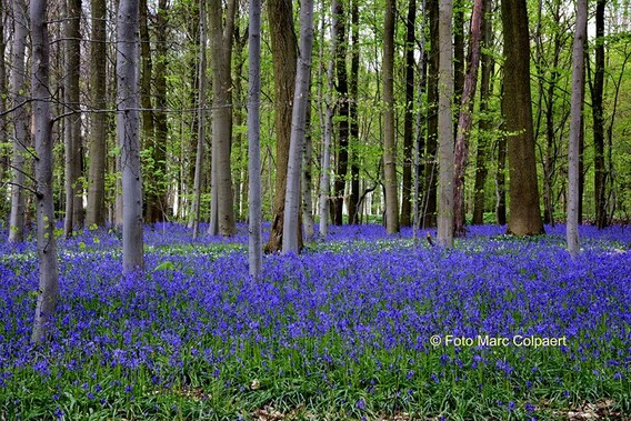 Editie_lennik_bloemen_tentoon_2__kopie_