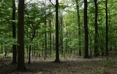 A_bos_neigem_nieuwsbrief