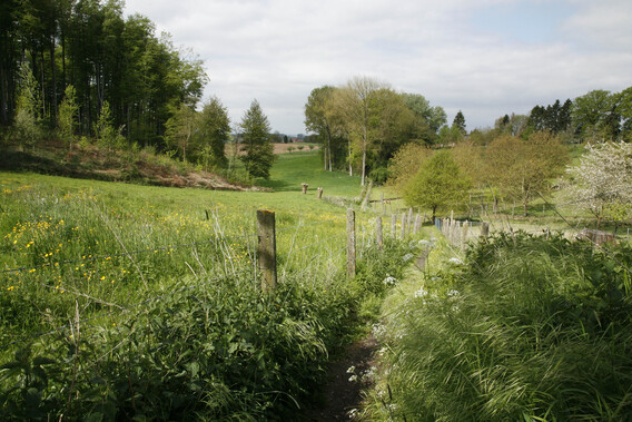 Landschap_pajottenland