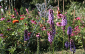 Schermafbeelding_2026-07-14_093743_nieuwsbrief