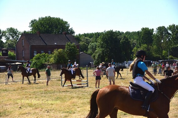 Editie_galmaarden_paarden_3__kopie_