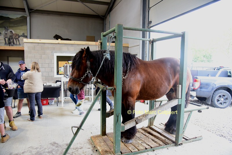 paarden