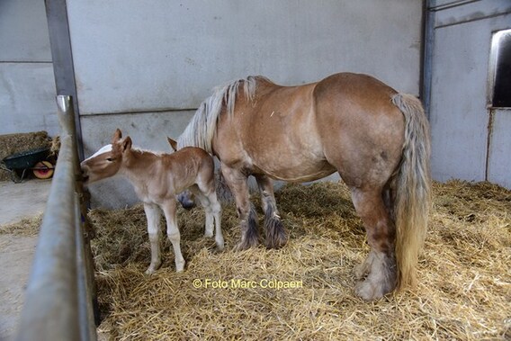 Genieten van paarden en jong leven in de Stal De Follezelles.- Foto Marc Colpaert