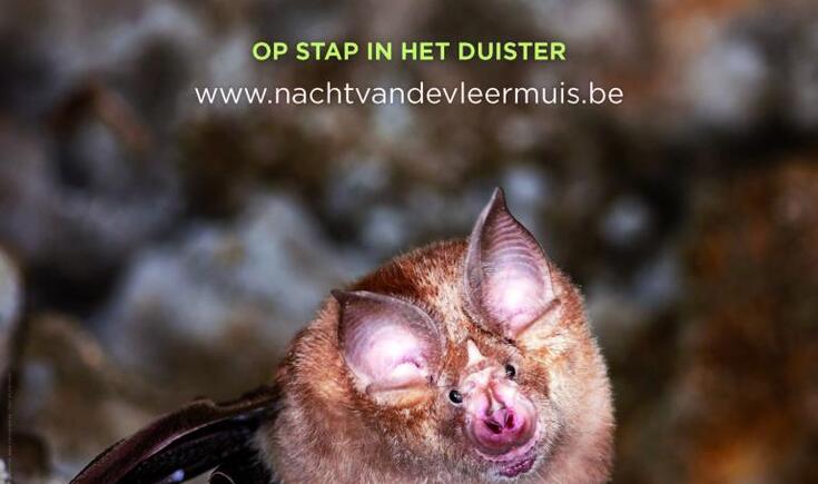 Vleermuis