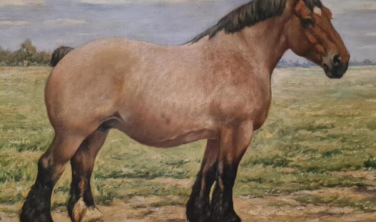 paarden