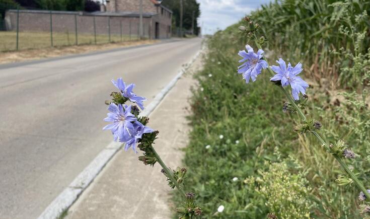 Burgemeester Ines Swaelens pleitte er op de gemeenteraad van 24 september voor om het landelijke en groene karakter van Ternat duidelijk te bewaken, 