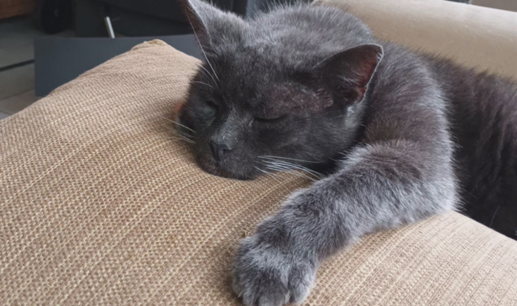 kat