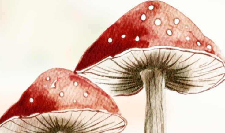 paddenstoelen