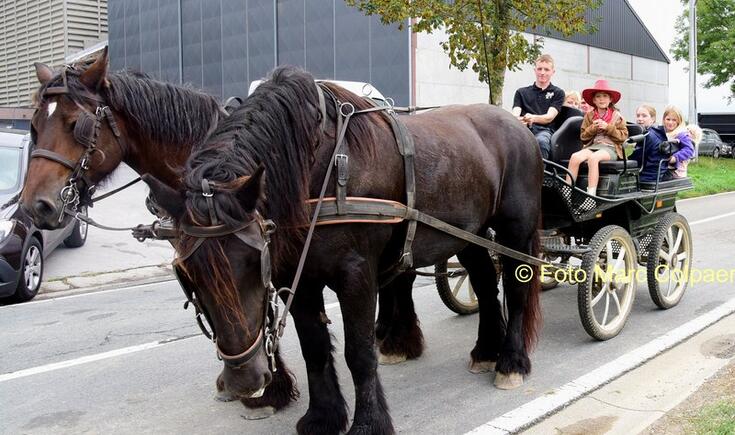 paarden in Tollembeek