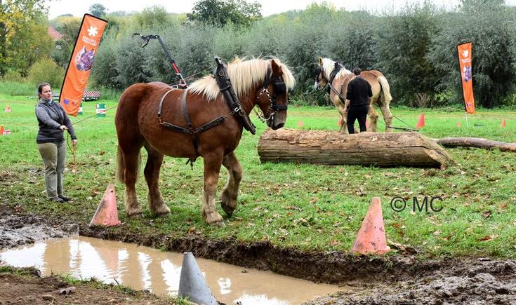Paarden