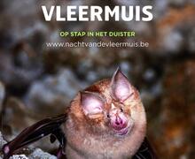 Vleermuis