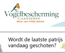 patrijs
