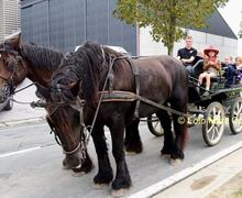 paarden in Tollembeek