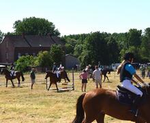 paarden in Tollembeek