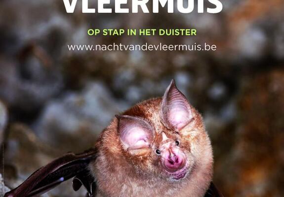 Vleermuis