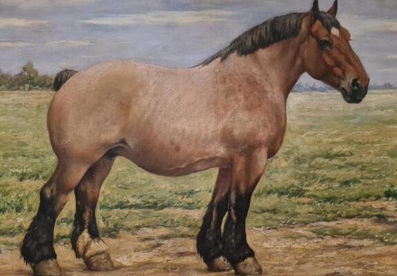 paarden