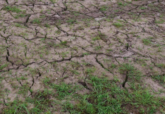 droogte