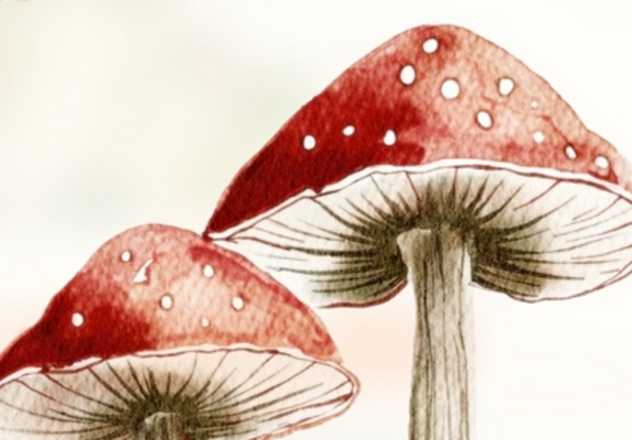 paddenstoelen
