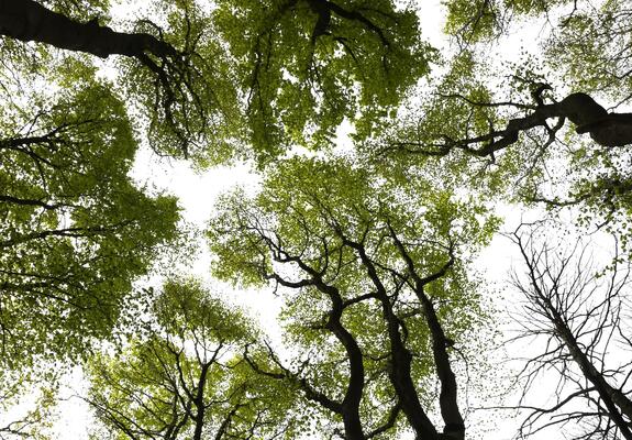 bomen