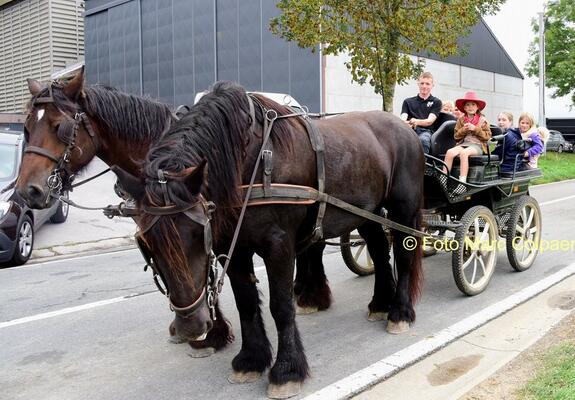 paarden in Tollembeek