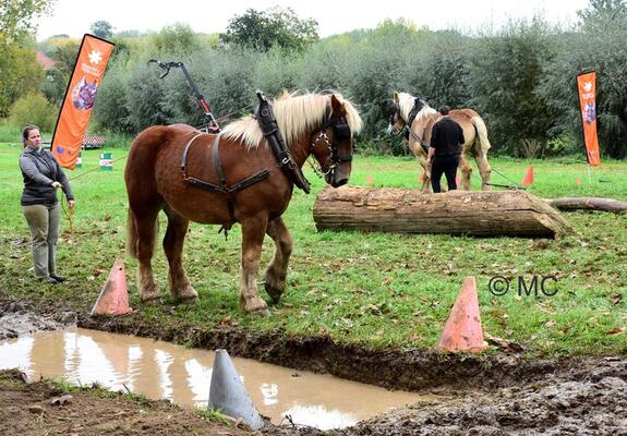 Paarden