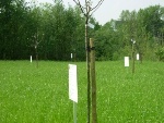 Geboorteboomgaard3