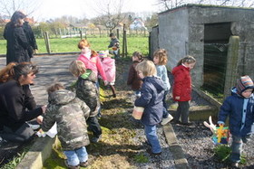 Paaseierenraap_kattem_foto_tom_vierendeels