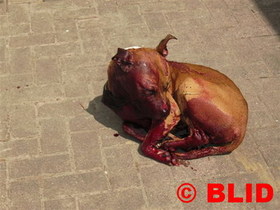 Hond_asse_foto_blid__editiepajot