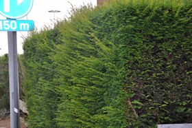 Taxus