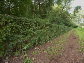Editiepajot_ingezonden_haagplantactie_natuurpunt_09102014