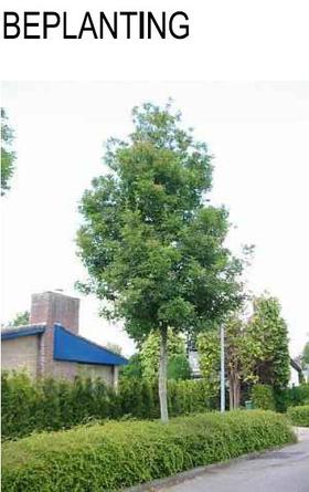 Beplantingdonkerstraat