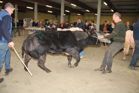 2014-01-25_interprovinciale_fokveebeurs_030a