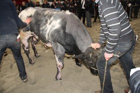 2014-01-25_interprovinciale_fokveebeurs_022a