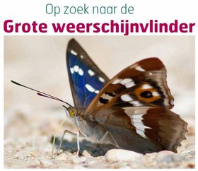 Vlinder